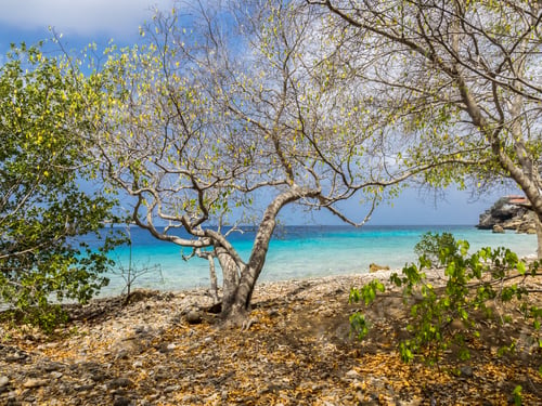 Preview: Hundu Beach - Curacao ( Dutch Antilles) An Island In The Caribbean Ocean