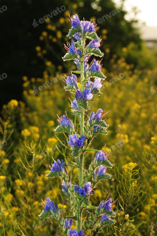Preview: Viper'S Bugloss (Echium Vulgare)