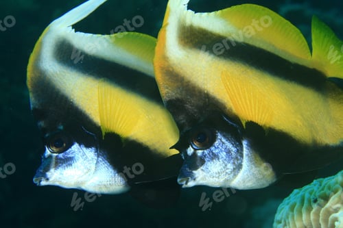 Preview: A Pair Of Bannerfish
