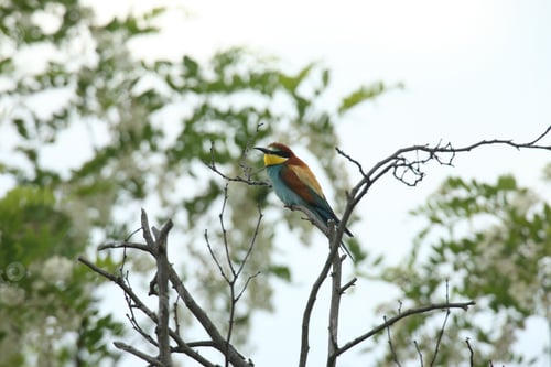 Preview: European Bee-Eater (Merops Apiaster) Germany (East)