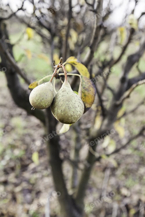 Preview: Pears On A Tree, Detail Of Fruit Growing In The Wild