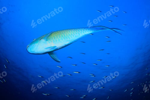 Preview: Parrotfish Fish Underwater