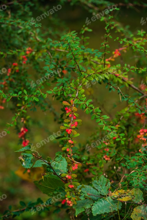 Preview: Small Red Fruits In The Botanical Garden, Armenia