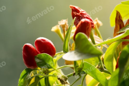Preview: Chili Peppers Closeup. Small Spicy Plant. Blurry Background