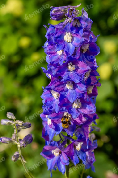 Preview: Beautiful Delphiniums Blooming In The Garden.