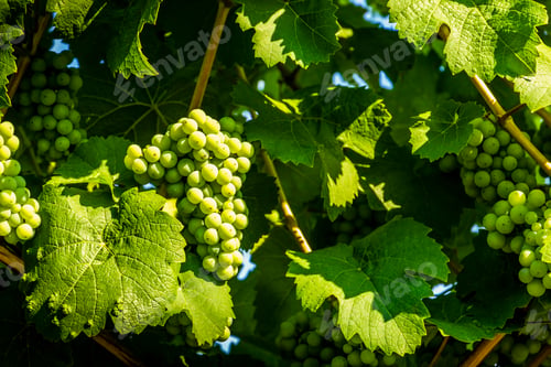 Preview: Grapes In Vineyard In The Wachau, Austria. Europe.