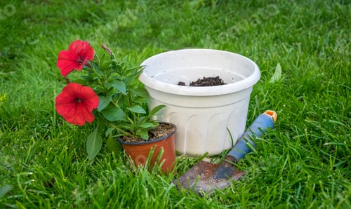 Vorschau: Bunte Petuniensämlinge und Gartengeräte. Blumen in Töpfen pflanzen