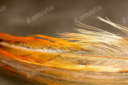 Preview: Colorful Rooster Feather With Details And Reflexions