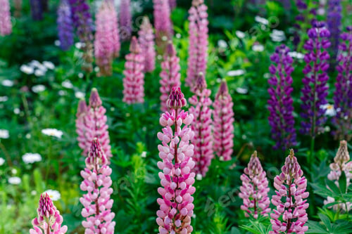 Preview: Blooming Lupine Flowers. A Field Of Lupines. Violet, Purple, Pink, Red, Yellow Spring And Summer