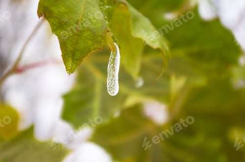 Preview: Snow And Icing On The Leaves In The City Park, Winter Landscape