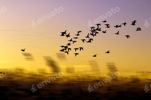 Preview: Flock Of Birds Flying. Sunset Sky Background.