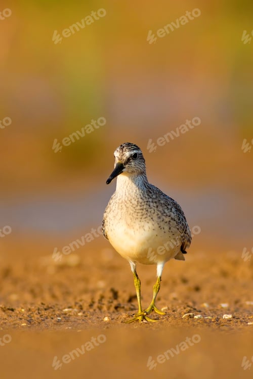 Preview: Water Bird. Natural Background. Bird: Red Knot. Calidris Canutus