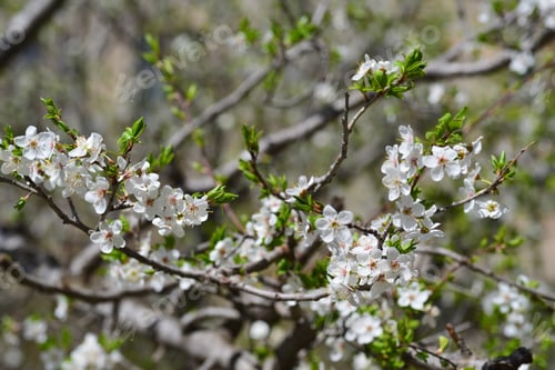 Preview: Plum Blossoms