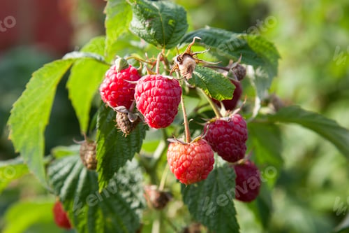 Preview: Lots Of Red Ripe Raspberries On A Bush. Close Up Of Fresh Organic Berries With Green Leaves On
