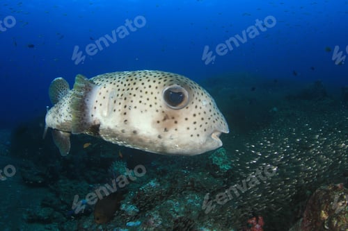Preview: Porcupine Fish Porcupinefish Burrfish