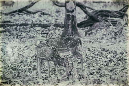 Preview: Vanishing Indian Wildlife: Vintage Style Image Of Two Chital Or Cheetal Deers (Axis Axis), Also