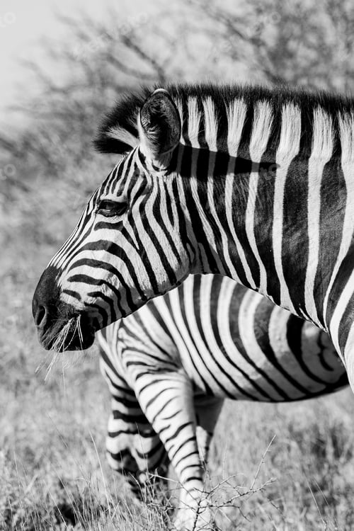 Preview: Zebra In The Kruger National Park, South Africa