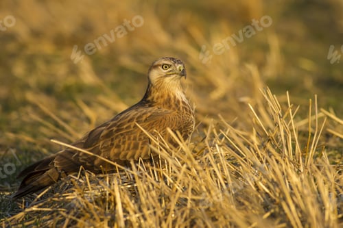 Preview: Buzzard. Yellow Nature Background. Bird Pf Prey. Long Legged Buzzard. Buteo Rufinus.