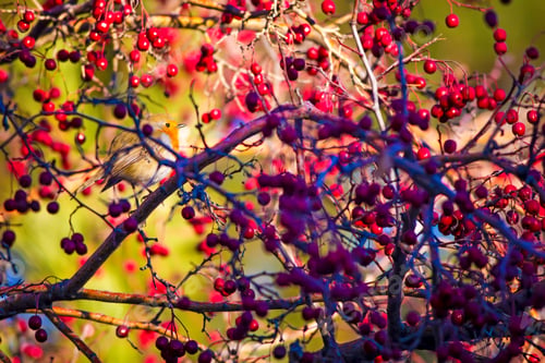 Preview: Cute Bird Robin. Colorful Nature Background European Robin / Erithacus Rubecula