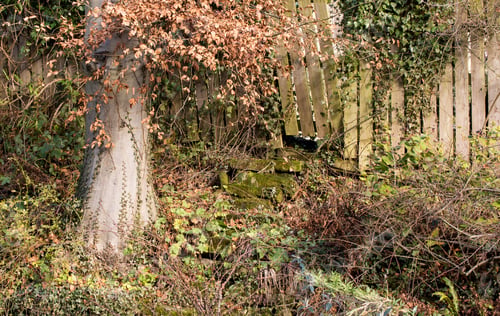 Preview: Overgrown Garden Image With Large Tree