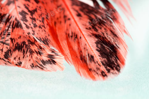 Preview: Colorful Hen Feather With Details And Reflexions