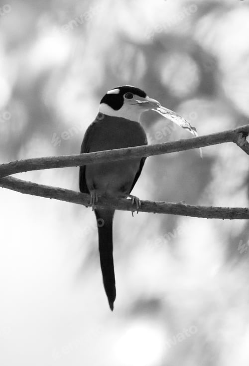 Preview: Long-Tailed Broadbill With A Leaf, A Black And White Image