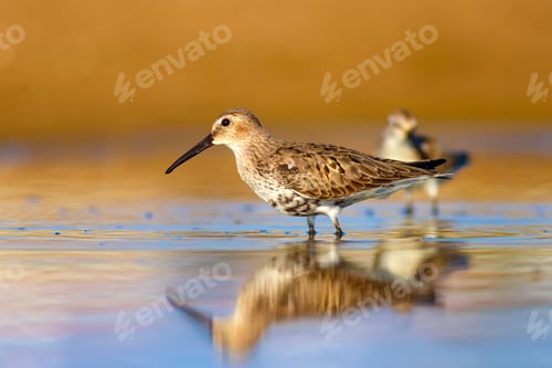 Preview: Water Birds. Blue Water, Yellow Sand Background. Birds: Curlew Sandpiper. Calidris Ferruginea.