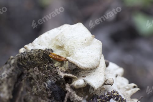 Preview: White Tree Mushrooms On An Old Trunk With Natural Background