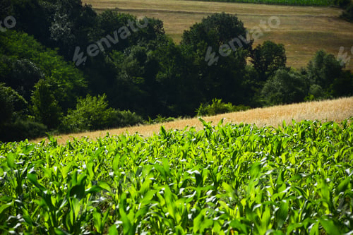 Preview: Summer Corn Field Landscape