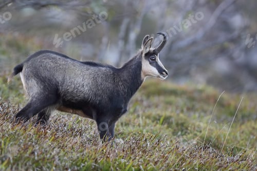 Preview: Chamois (Rupicapra Rupicapra) Vosges Mountains, France
