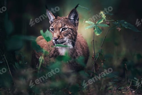 Preview: Eurasian Lynx Between Vegetation In Forest.