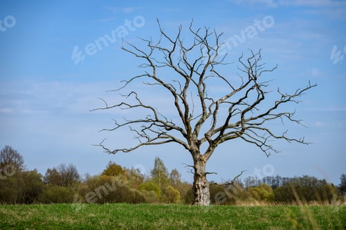Preview: Single Tree In Spring With No Leaves Isolated In Green Meadow Against Blue Sky
