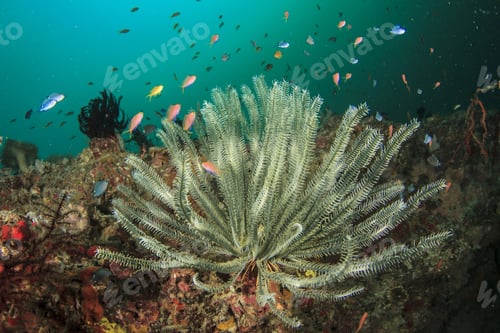 Preview: Featherstar On Coral Reef With Fish