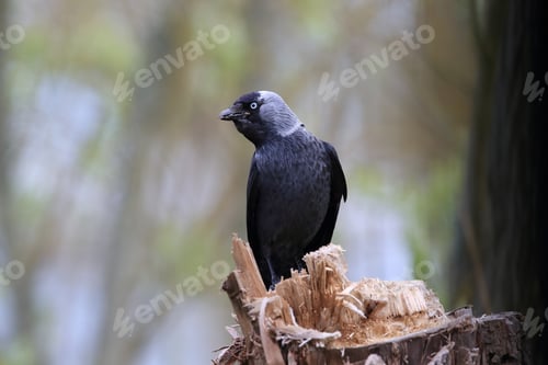 Preview: Western Jackdaw (Coloeus Monedula) Oeland,Sweden