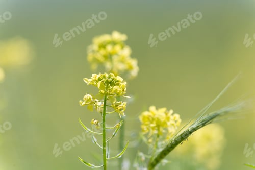 Preview: At Ein Afek Nature Reserve, Israel