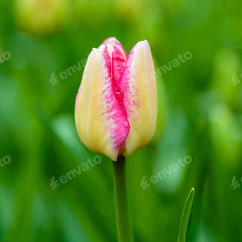 Preview: Beautiful Flower Of Tulip Sort Del Piero. Hybrids Of Tulips - A Beautiful Spring Bulbs. Growing