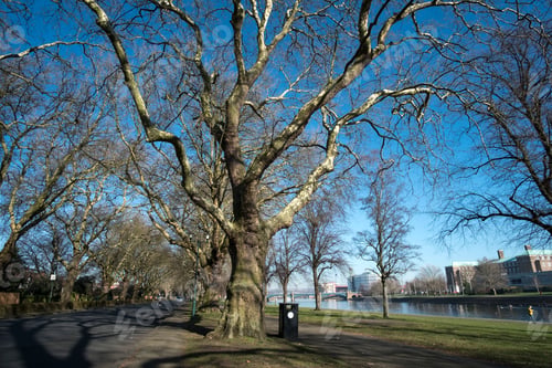 Preview: Bare Autumn Tree Black Trash Can Image
