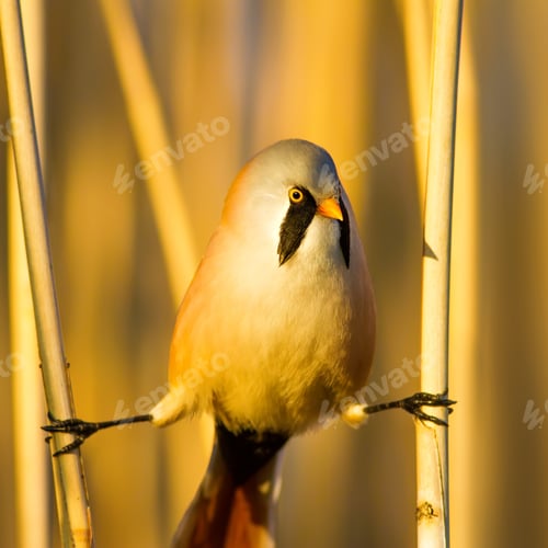 Preview: Bearded Funny Bird. Yellow Reeds Background.
