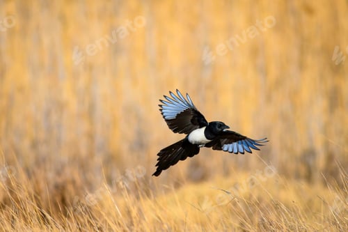 Preview: Flying Crow. Yellow Nature Background. Bird: Eurasian Magpie. Pica Pica.