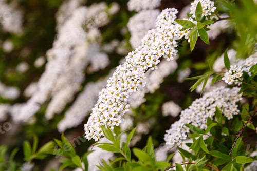 Preview: Blossom Of Spirea Nipponica Snowmound In Springtime. White Flowers Of Spirea In Garden. Decorative