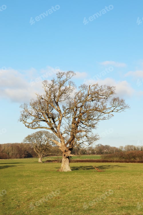 Preview: Early Springtime Landscape In The British Countryside.