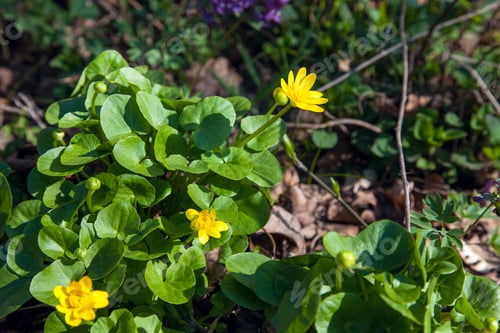 Preview: Close Up View Of Marsh Marigold Known As Caltha Palustris In Yellow Growing On Wet Woodland At