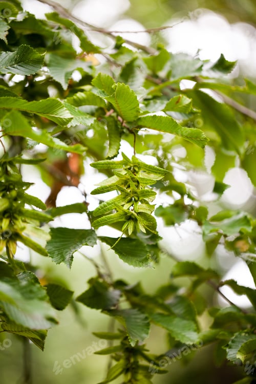 Preview: Acer Kawakamii (Kawakamii Maple) - Leaves And Details