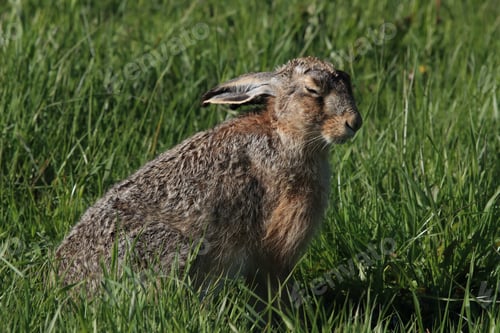 Preview: European Brown Hare (Lepus Europaeus)