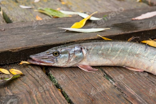 Preview: Freshwater Northern Pike Fish Know As Esox Lucius On Vintage Wooden Background With Yellow Leaves