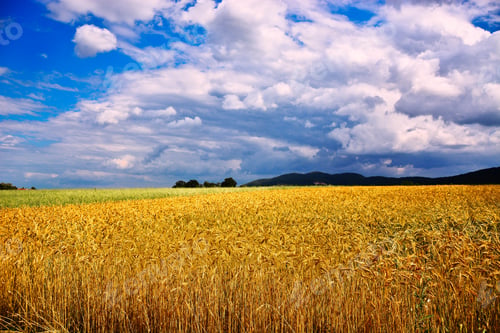 Preview: Summer Landscape Wheat Field