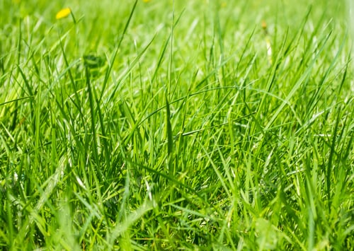 Preview: Closeup In The Meadow Green Grass And Dandelions Yellow Flowers. Spring Bright Sunny Day. The