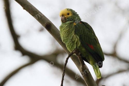 Preview: Yellow-Headed Amazon (Amazona Oratrix), Rosenstein Park, Stuttgart, Baden-Wuerttemberg