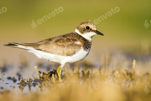 Preview: Cute Little Water Bird. Yellow, Green Water Nature Habitat Background. Bird: Common Ringed Plover