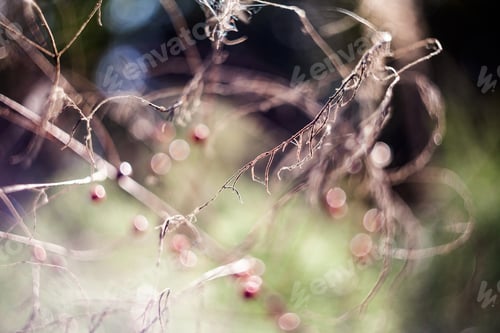 Preview: Dried Asparagus Plant With Seeds